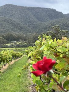 Best Hunter Valley Wine Tours