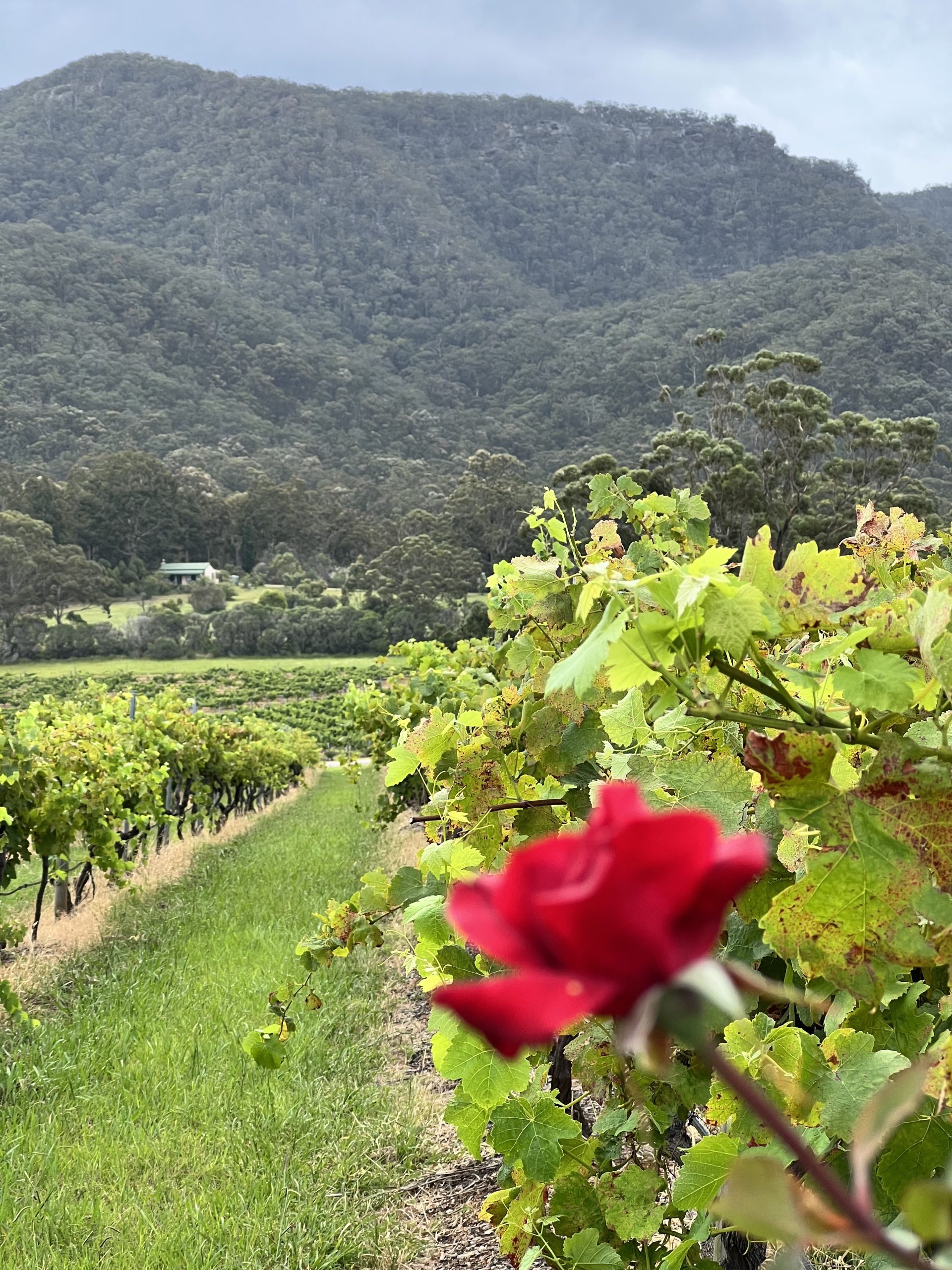 Unveiling the Best Hunter Valley Wine Tours: Explore a Wine Wonderland!